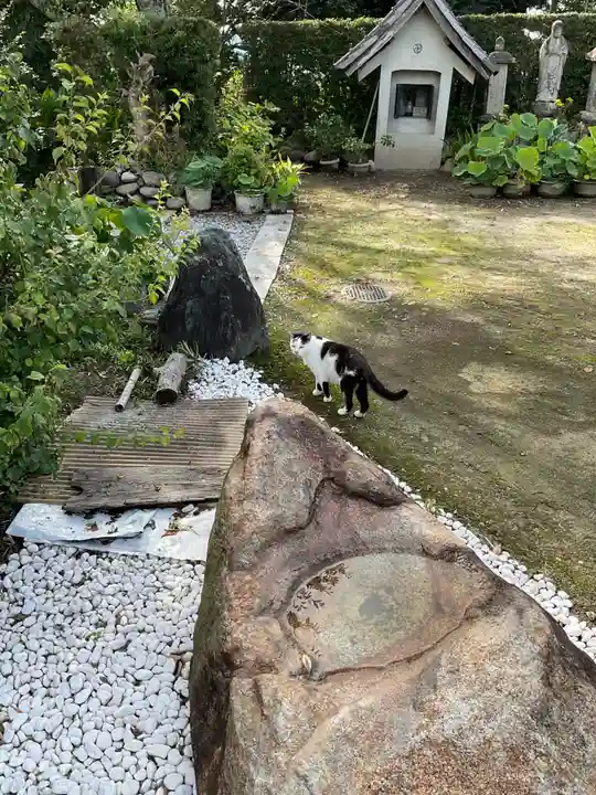 一心寺・一心禅寺の動物