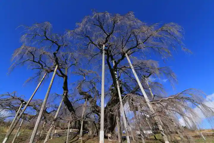 瀧桜神明宮の自然