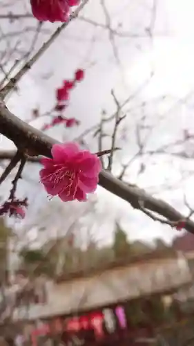 筑波山神社の自然
