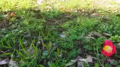 八幡社(大塚八幡社)の自然