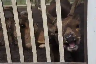 相州春日神社(神奈川県)