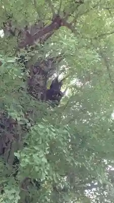 飛木稲荷神社(東京都)