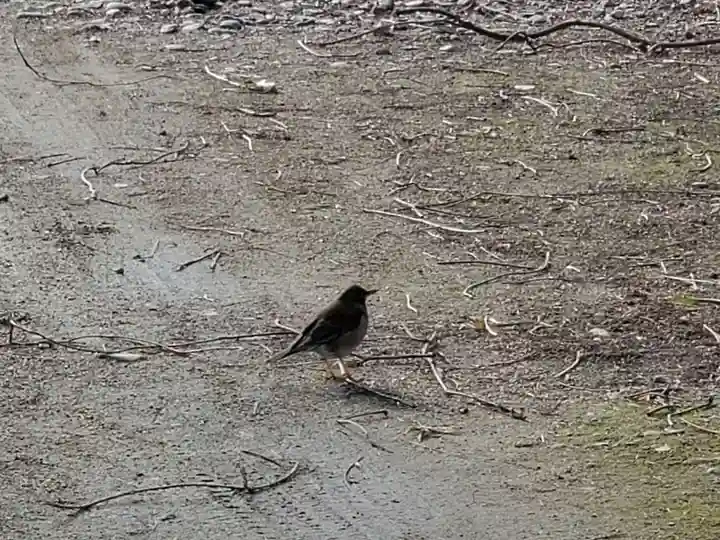 吉福八幡神社の動物