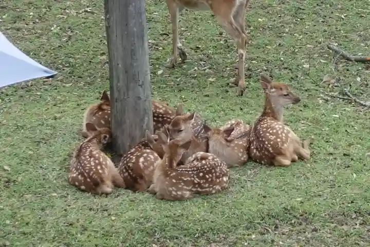 春日大社の動物