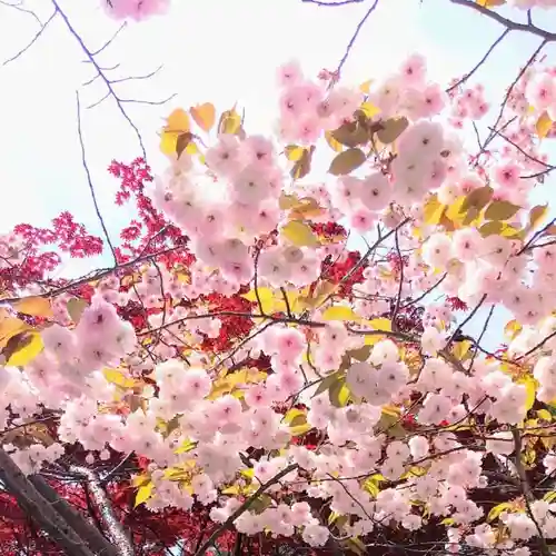 彌彦神社　(伊夜日子神社)の自然