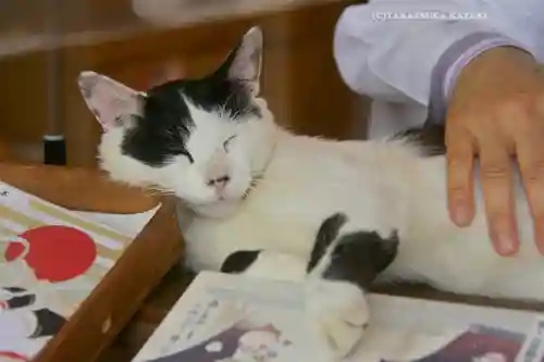 賀茂別雷神社(栃木県)