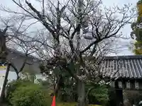高台寺(高台寿聖禅寺・高臺寺)(京都府)