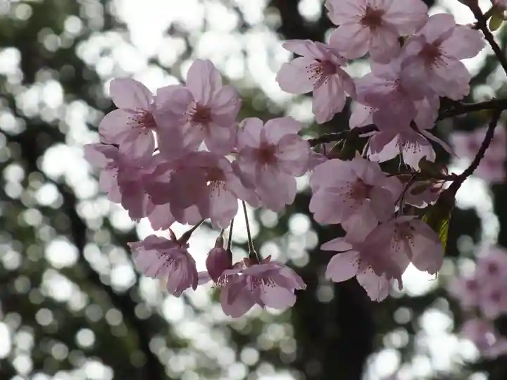 近江神宮の自然