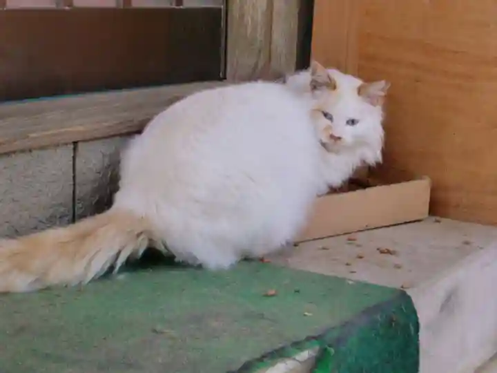 鎌数伊勢大神宮の動物