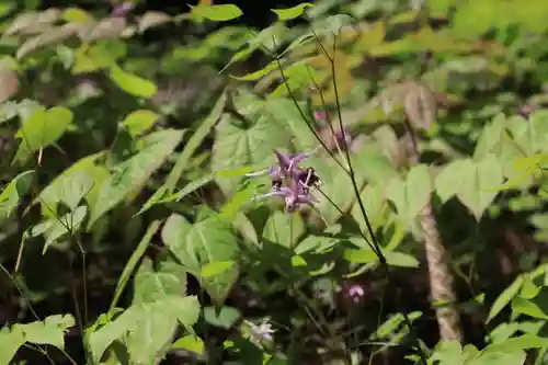 多賀神社の自然