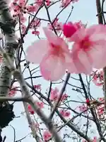 女化神社の自然