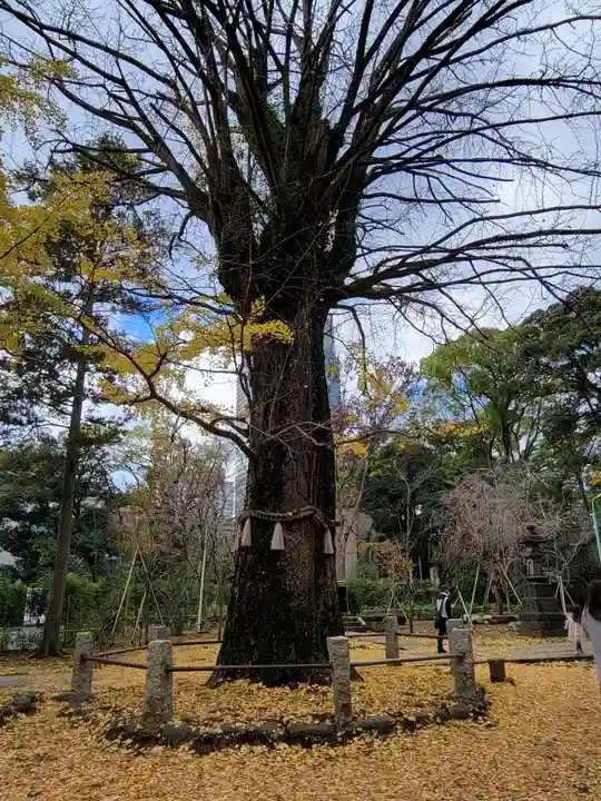 赤坂氷川神社の自然
