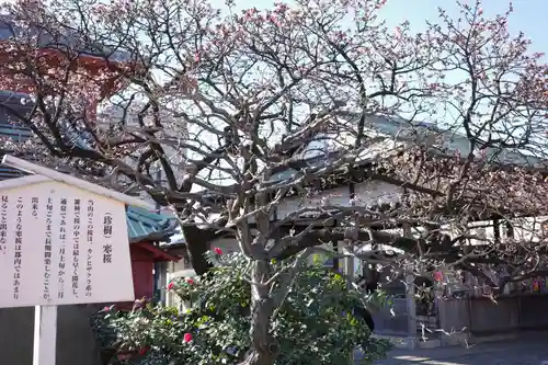 西新井大師総持寺の自然