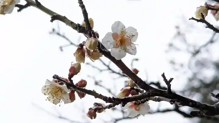 長岡天満宮(京都府)