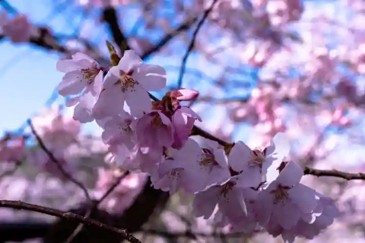 新城藤原神社(長野県)
