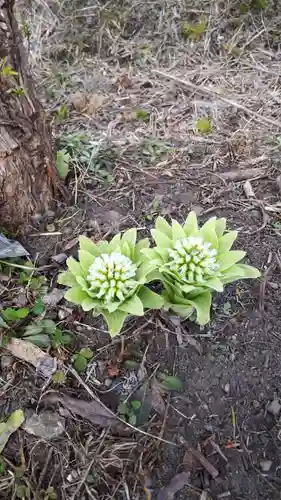 奈井江神社の自然