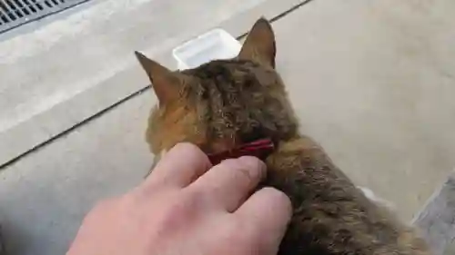 御誕生寺（猫寺）の動物