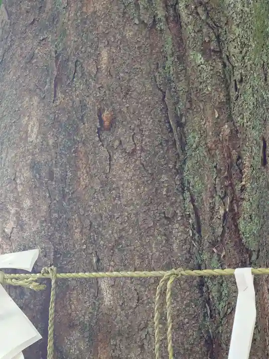 滝野川八幡神社(東京都)