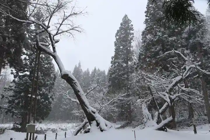 磐椅神社の自然