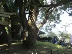 藤白神社の自然