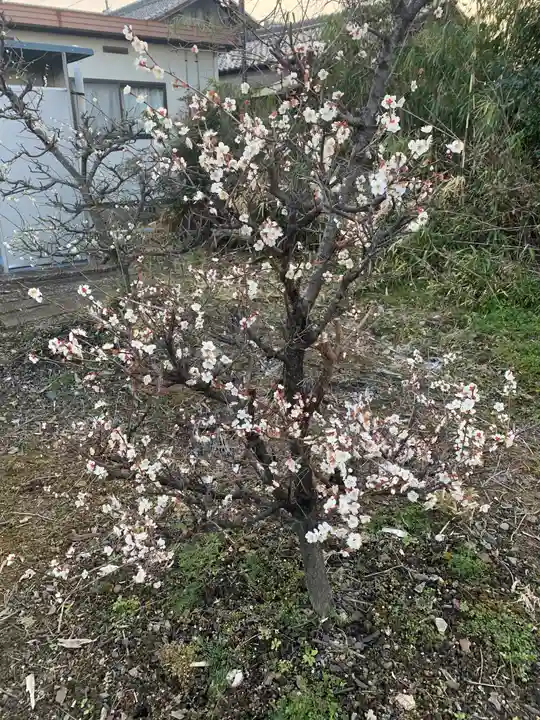 天神社(井堀)の自然