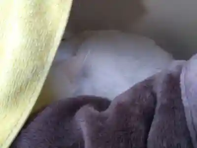 御誕生寺（猫寺）(福井県)