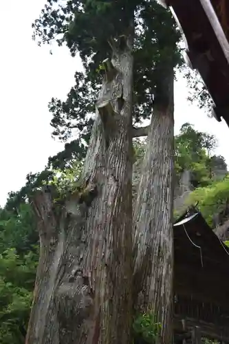 榛名神社の自然