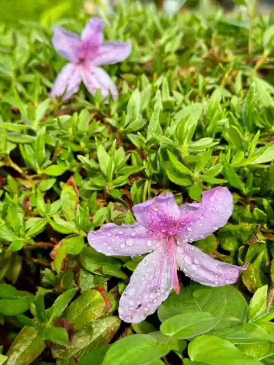 知波夜比古神社(広島県)
