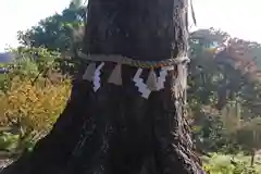 阿久津「田村神社」（郡山市阿久津町）旧社名：伊豆箱根三嶋三社の自然