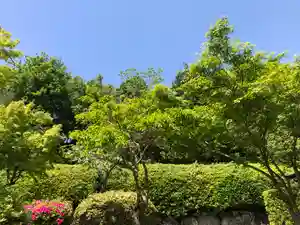 信行寺の自然(2021年05月06日(木) 06時53分01秒投稿)