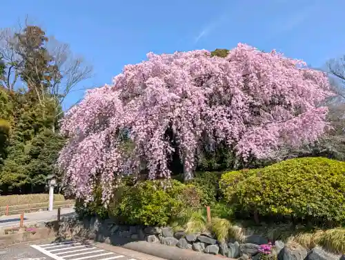 櫻木神社の{uncategorized: "未分類", other: "その他", undefined: "問題あり", building: "その他建物", grave: "お墓", sacred_gate: "鳥居", guardian: "狛犬", statue: "像", buddha: "仏像", history: "歴史", nature: "自然", garden: "庭園", animal: "動物", pagoda: "塔", temizu: "手水舎", mountain_gate: "山門・神門", sanctuary: "本殿・本堂", subordinate: "末社・摂社", art: "芸術", scenery: "景色", jizo: "地蔵", ema: "絵馬", goshuin: "御朱印", omikuji: "おみくじ", items: "授与品その他", amulet: "お守り", goshuincho: "御朱印帳", eats: "食事", festival: "お祭り", votive_dance: "神楽", shichigosan: "七五三参", wedding: "結婚式", experience: "体験その他", initially: "初詣", around: "周辺", anti_infection: "感染症対策"}