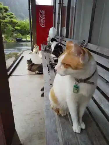 御誕生寺（猫寺）の動物