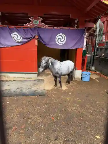 神田神社（神田明神）の動物