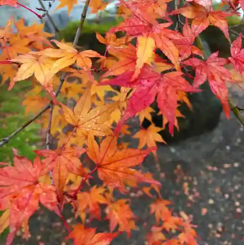 高野山金剛峯寺の自然