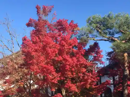 禅林寺（永観堂）の自然
