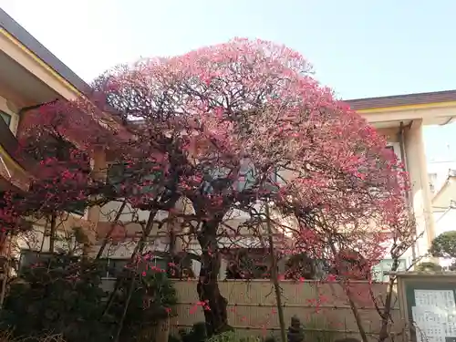 とげぬき地蔵尊 高岩寺の御朱印