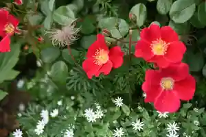 宝光寺の庭園(2023年07月02日(日) 14時49分08秒投稿)