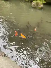 大縣神社の動物