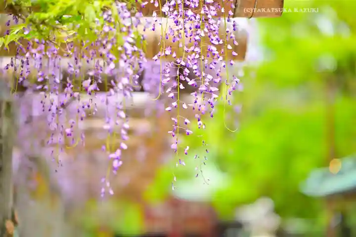 越ヶ谷久伊豆神社(埼玉県)