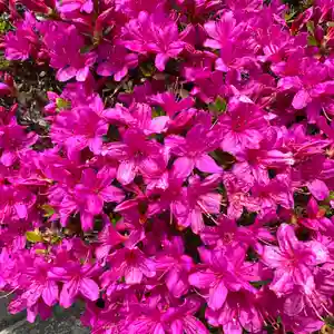 豊景神社の自然(2023年04月26日(水) 16時56分45秒投稿)