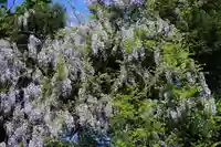 藤稲荷神社の自然