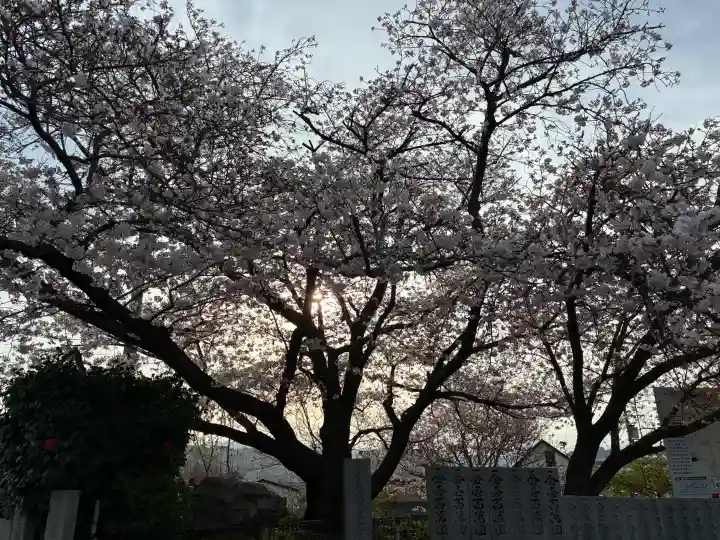 成願寺の{uncategorized: "未分類", other: "その他", undefined: "問題あり", building: "その他建物", grave: "お墓", sacred_gate: "鳥居", guardian: "狛犬", statue: "像", buddha: "仏像", history: "歴史", nature: "自然", garden: "庭園", animal: "動物", pagoda: "塔", temizu: "手水舎", mountain_gate: "山門・神門", sanctuary: "本殿・本堂", subordinate: "末社・摂社", art: "芸術", scenery: "景色", jizo: "地蔵", ema: "絵馬", goshuin: "御朱印", omikuji: "おみくじ", items: "授与品その他", amulet: "お守り", goshuincho: "御朱印帳", eats: "食事", festival: "お祭り", votive_dance: "神楽", shichigosan: "七五三参", wedding: "結婚式", experience: "体験その他", initially: "初詣", around: "周辺", anti_infection: "感染症対策"}