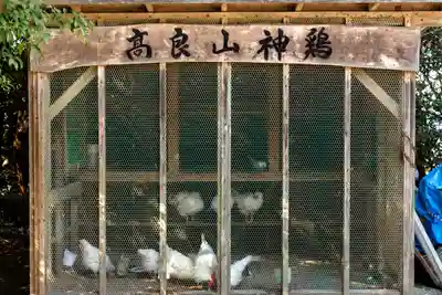 高良大社(福岡県)