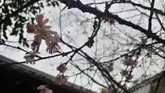 平野神社の自然