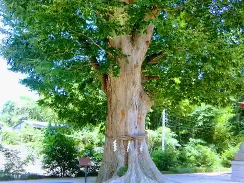 素鵞神社の自然