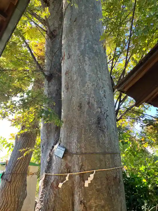 池ノ上神社(東京都)
