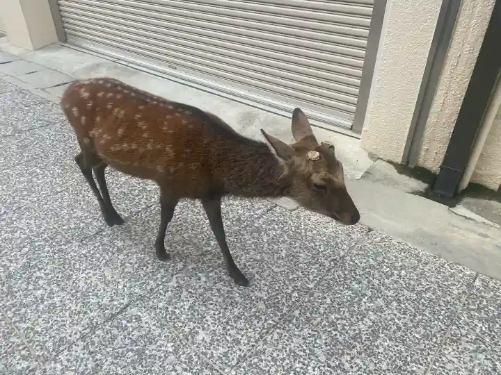厳島神社(広島県)