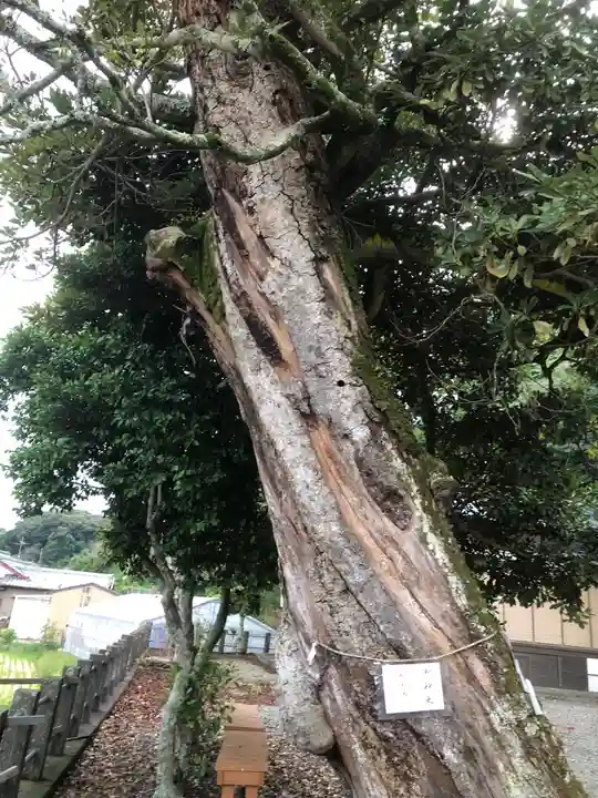 片岡神明宮の自然