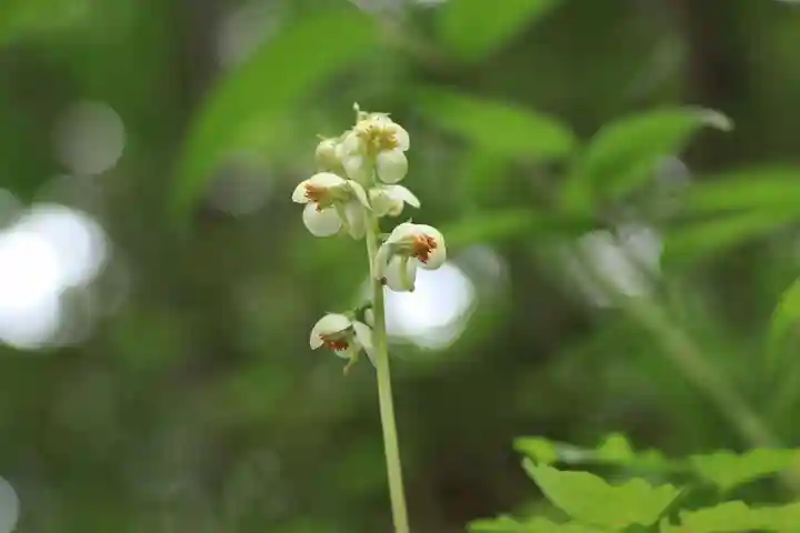 鹿島大神宮の自然