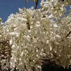 松應寺の自然